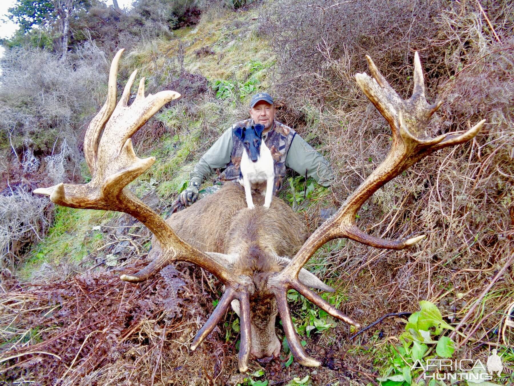 Hunt 370" Inch Red Stag in New Zealand