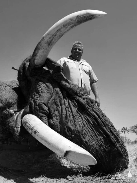 Hunt 70 Pounder Elephant in Botswana