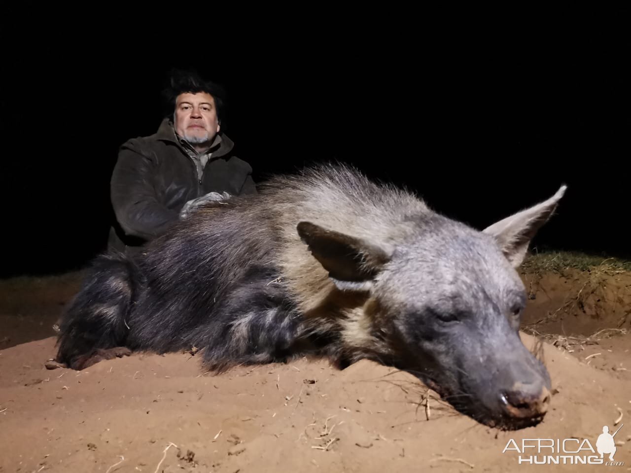 Hunt Aardwolf in South Africa