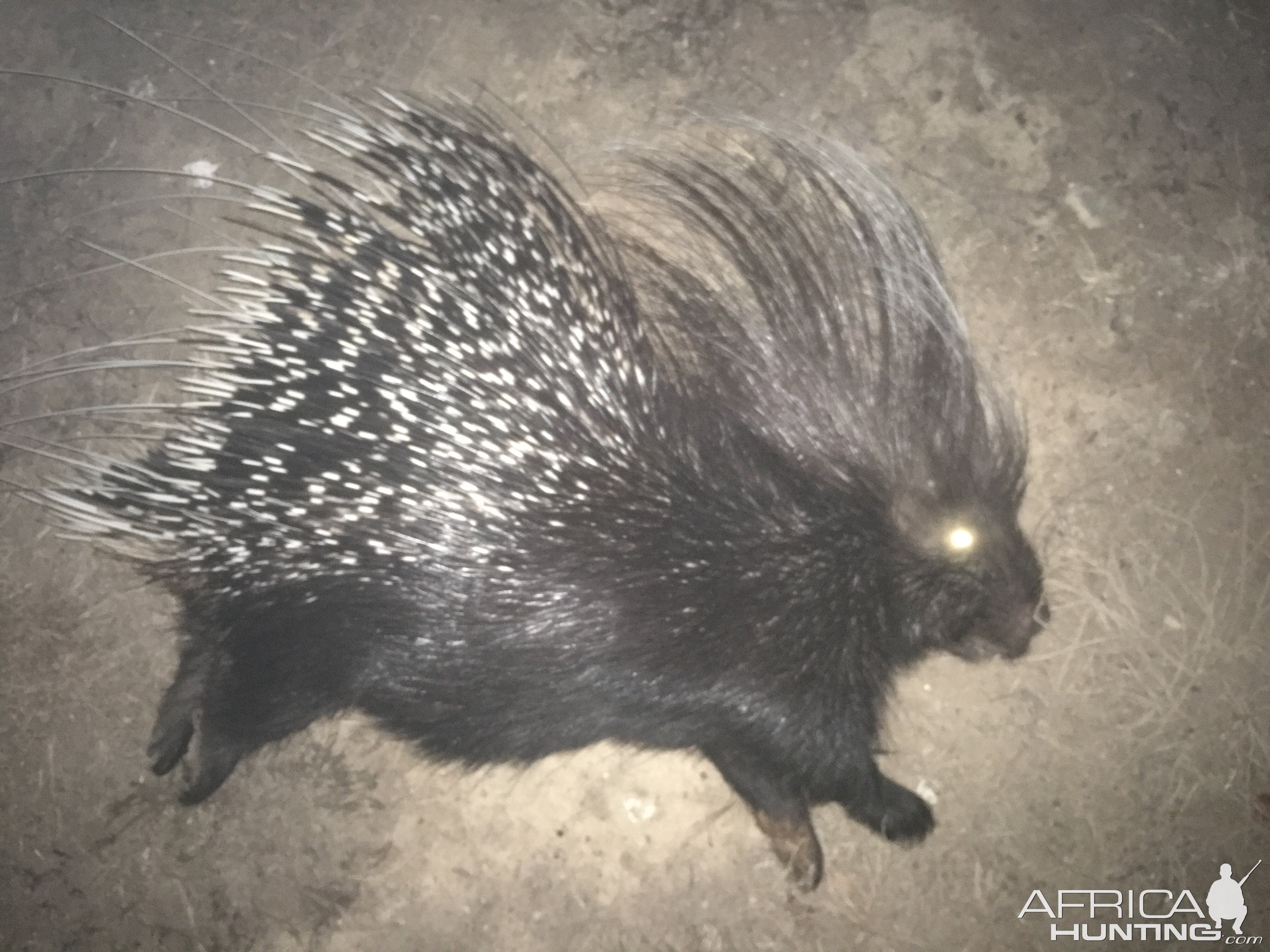 Hunt African Porcupine in South Africa