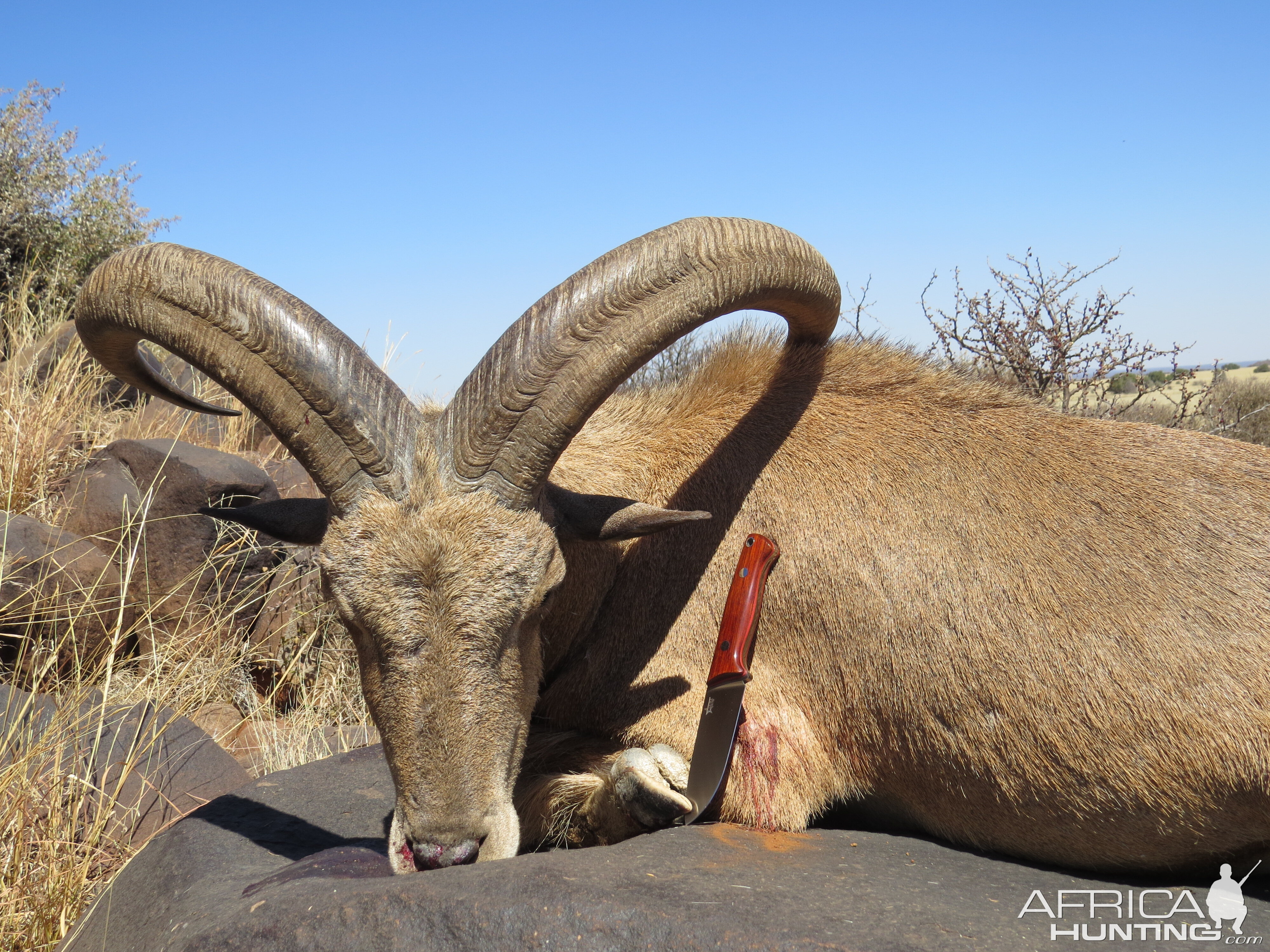 Hunt Aoudad in Northern Cape South Africa