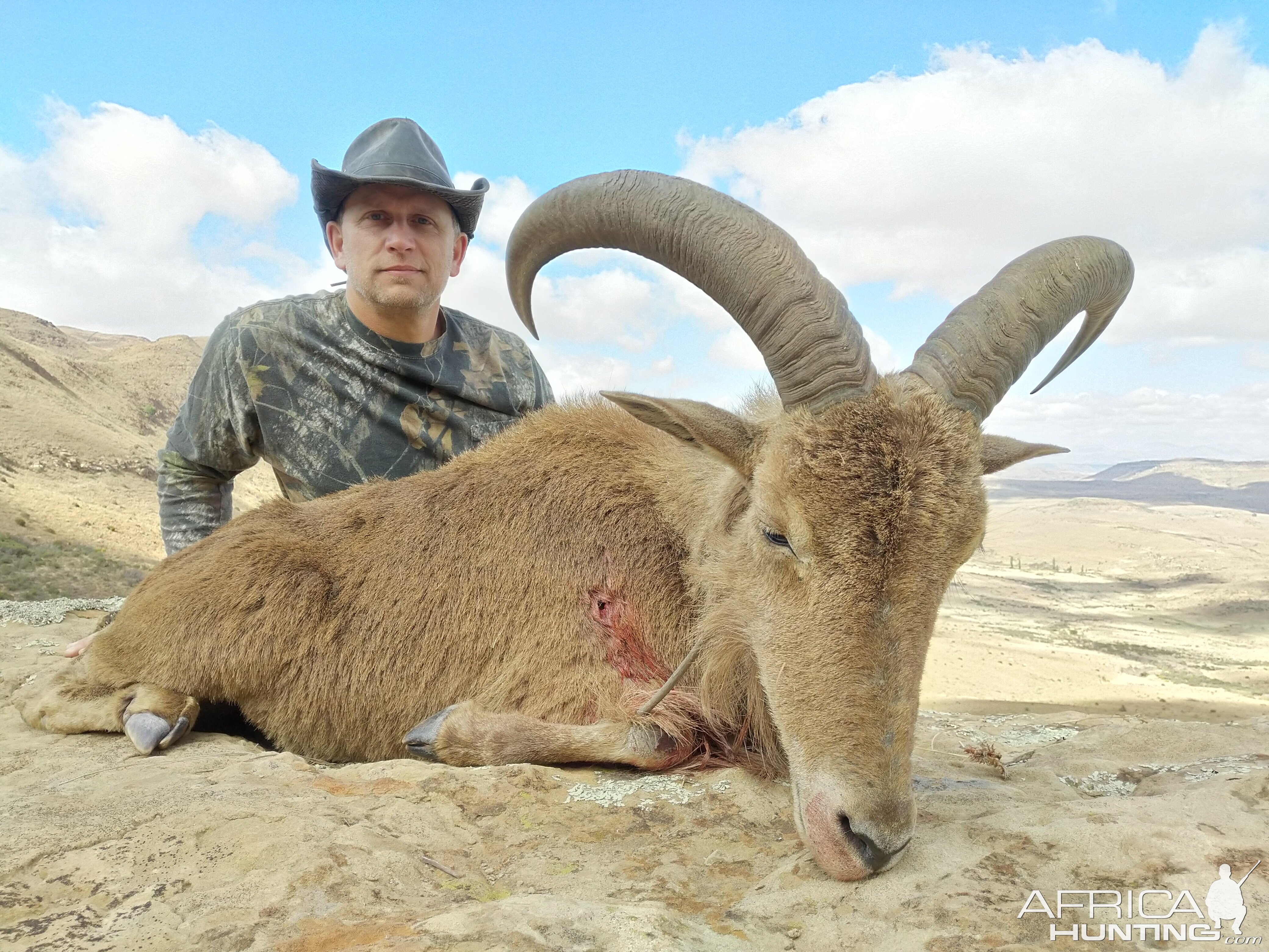 Hunt Aoudad in South Africa