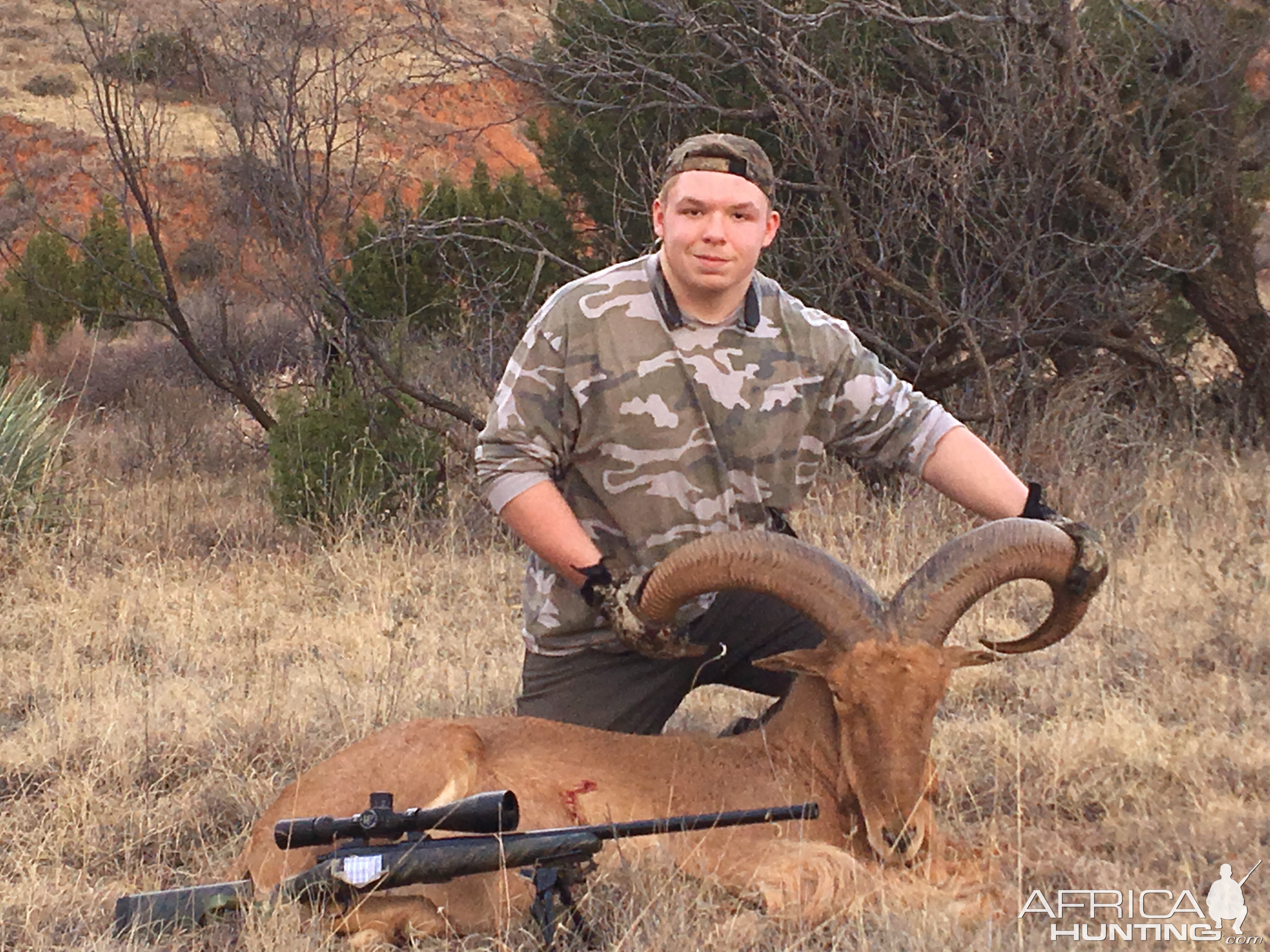 Hunt Aoudad  in Texas USA