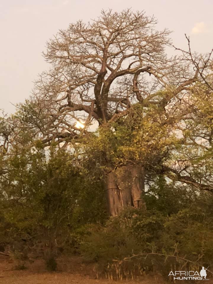 Hunt Area Zimbabwe