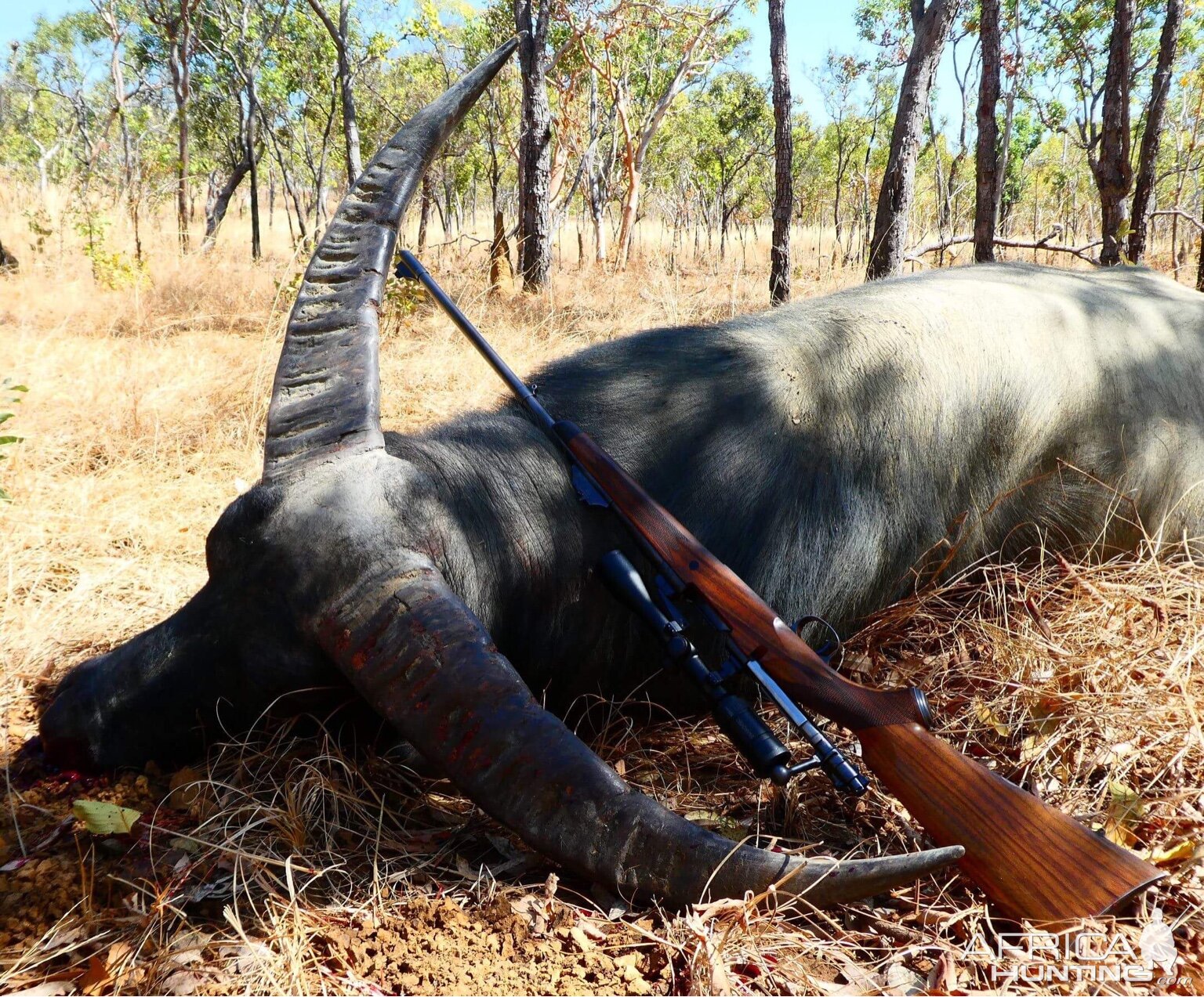 Hunt Asiatic Water Buffalo Australia