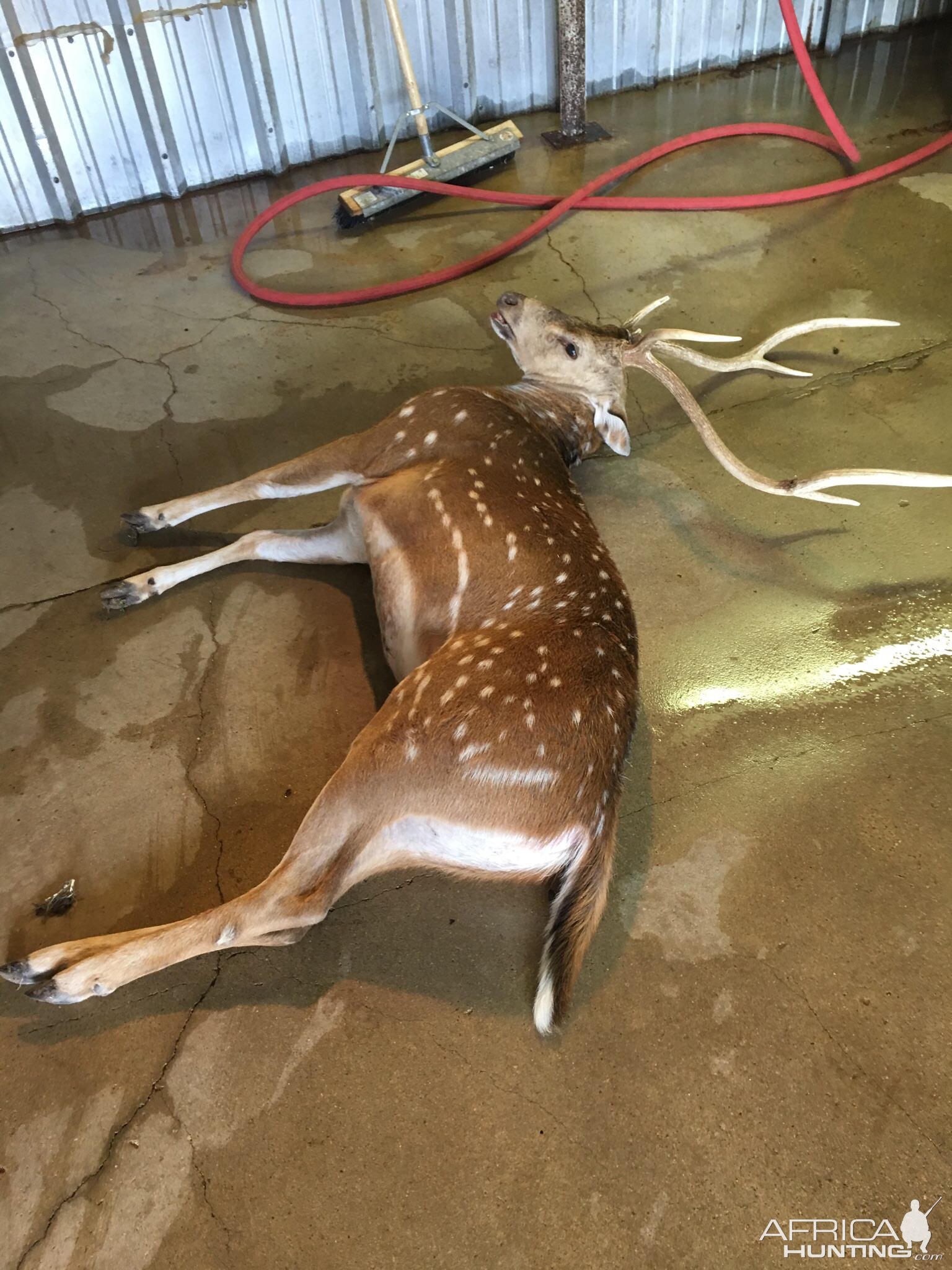 Hunt Axis Deer