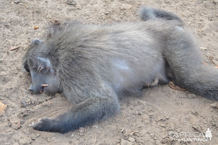 Hunt Baboon in South Africa