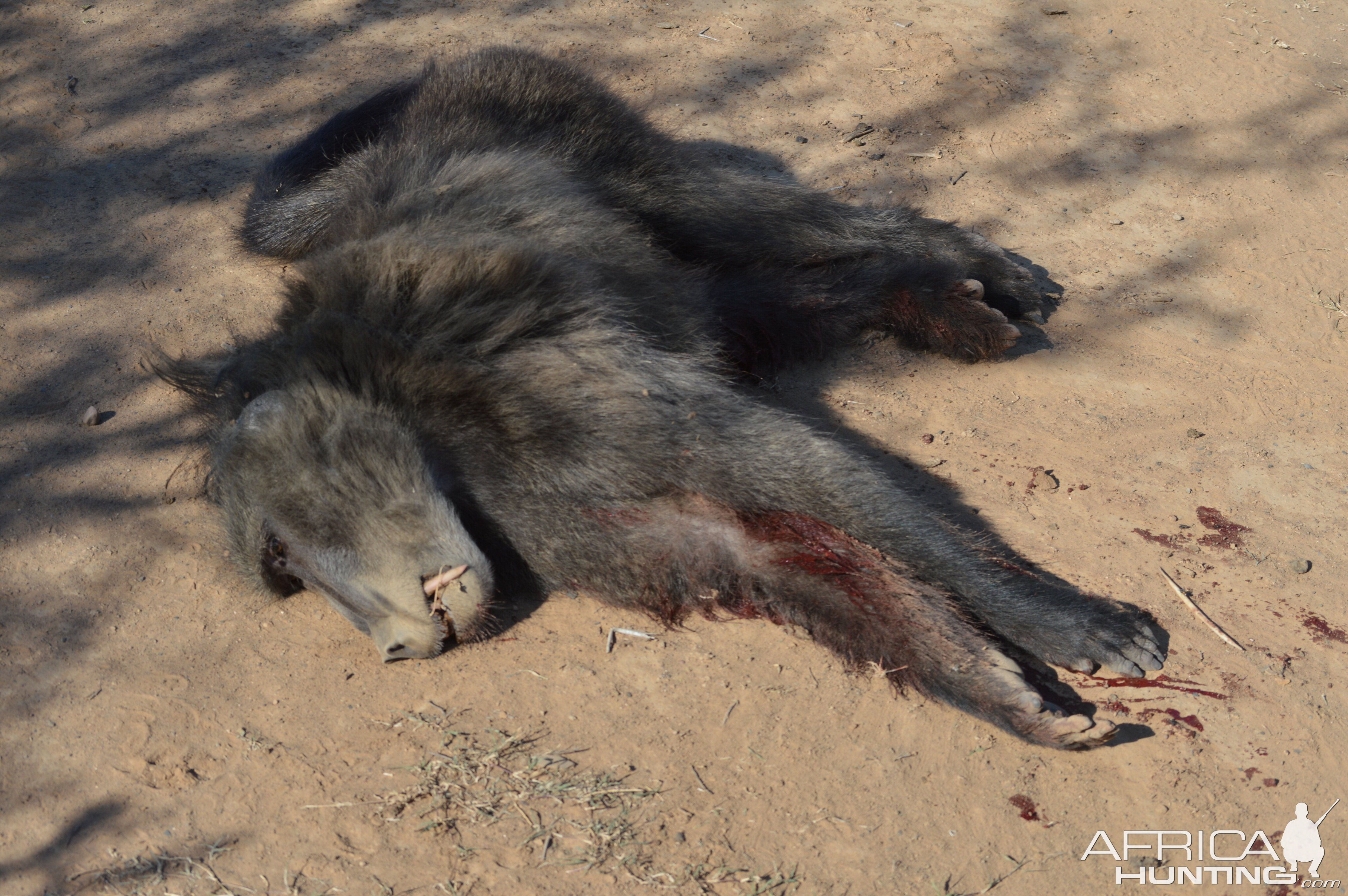 Hunt Baboon in South Africa