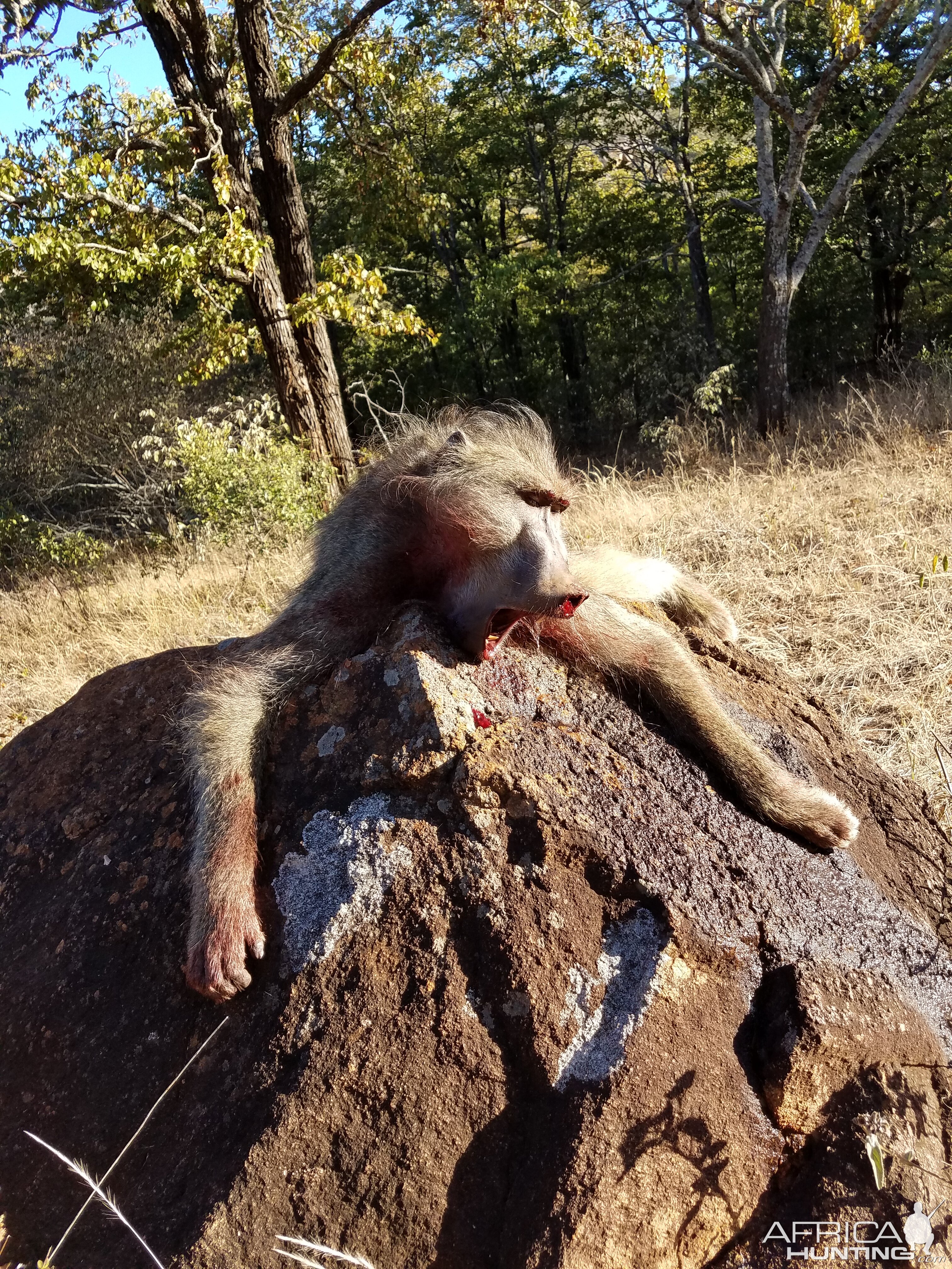 Hunt Baboon in Zimbabwe