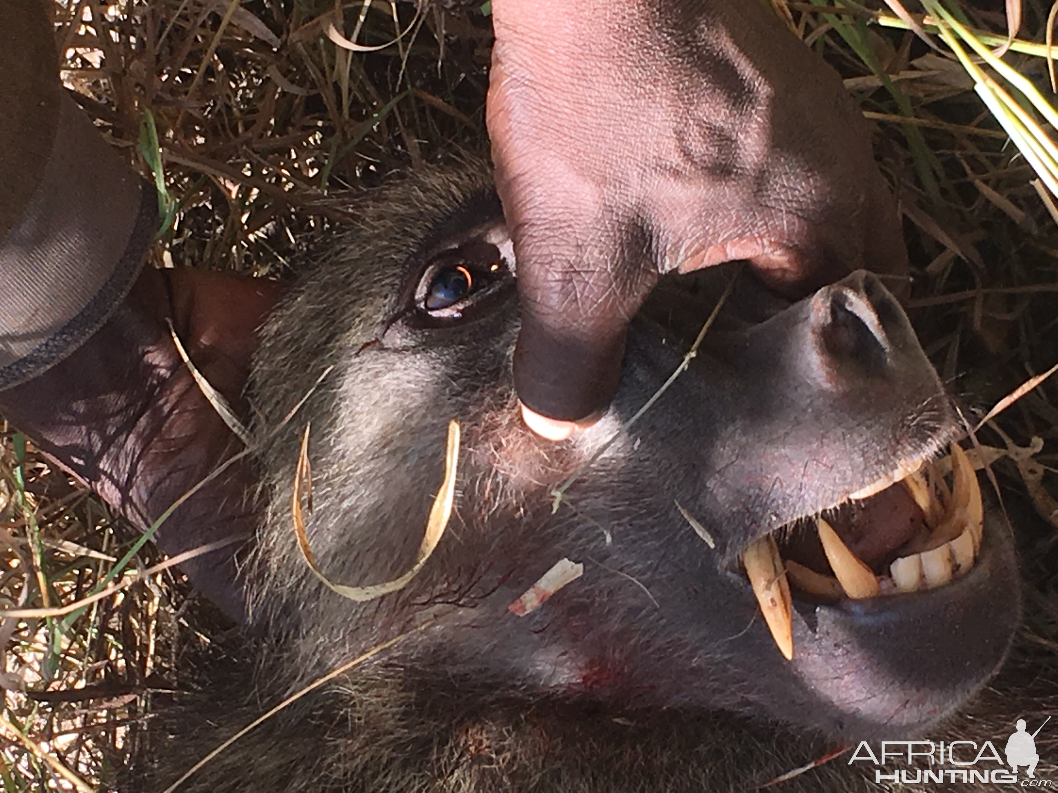 Hunt Baboon in Zimbabwe