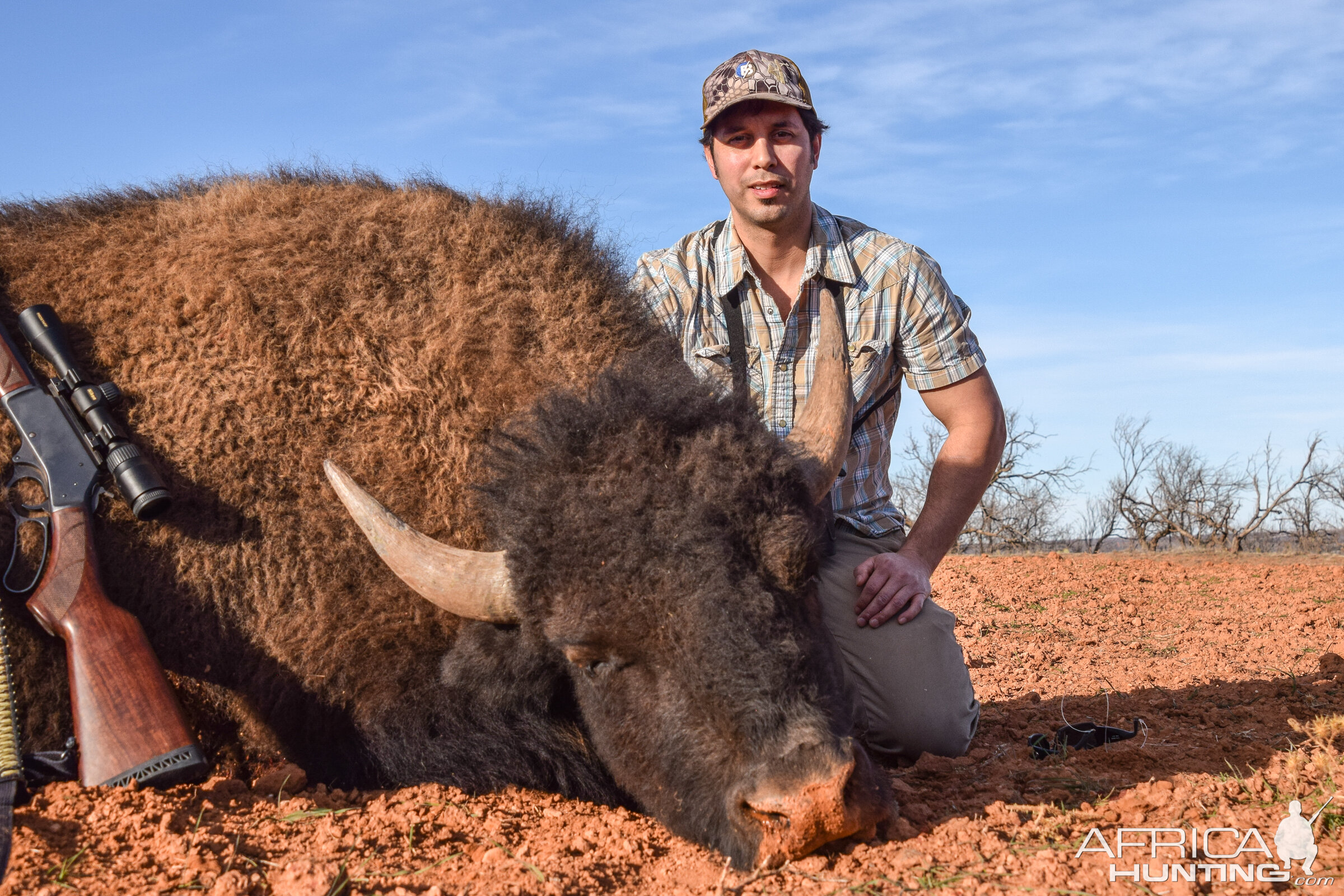 Hunt Bison In Texas USA