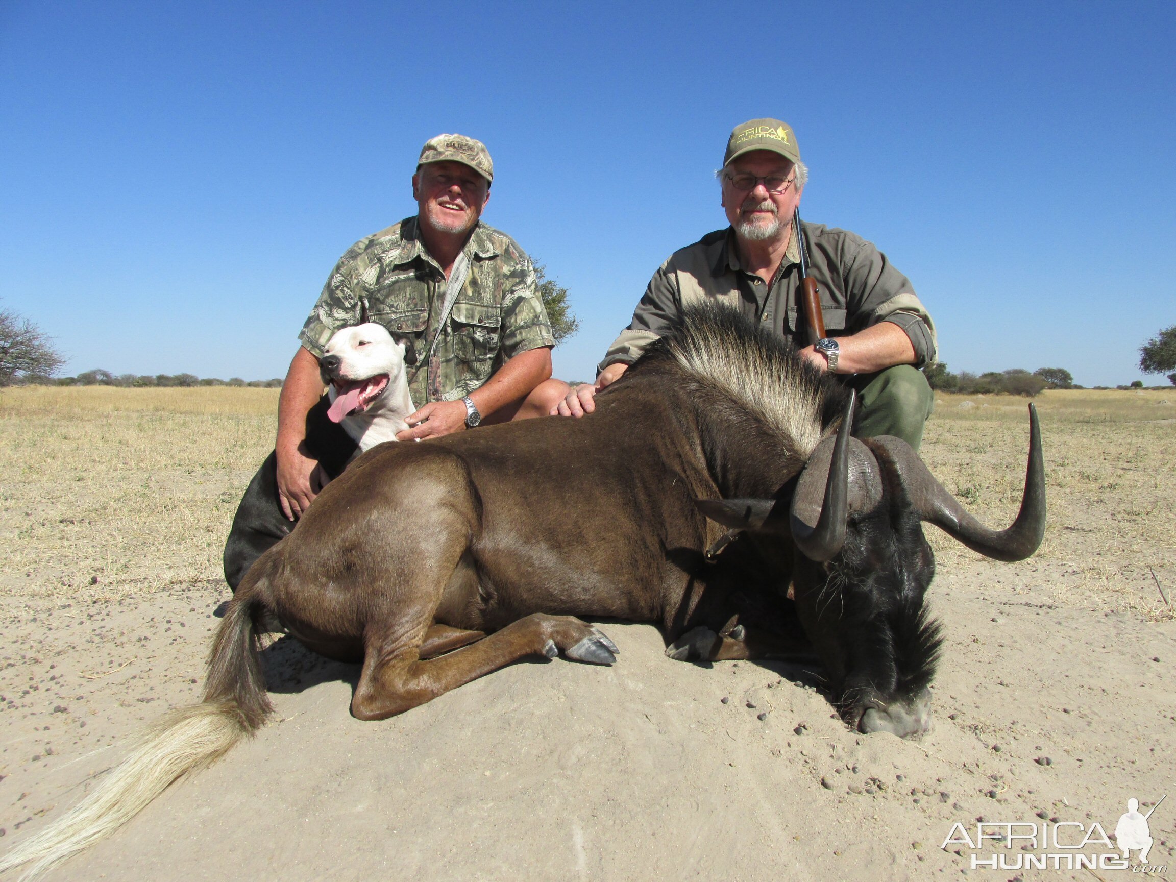 Hunt Black Wildebeest in Nambia