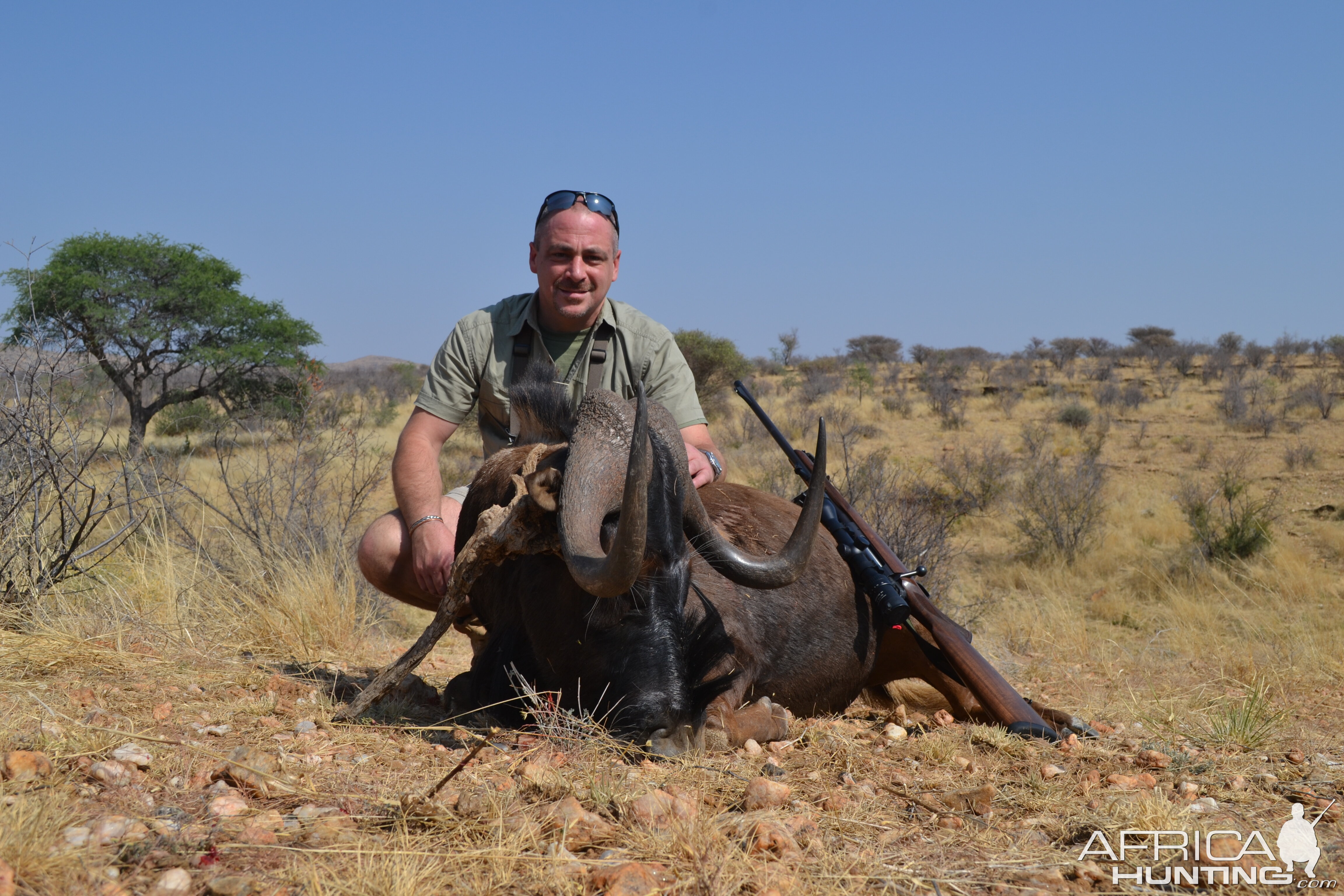 Hunt Black Wildebeest in Namibia