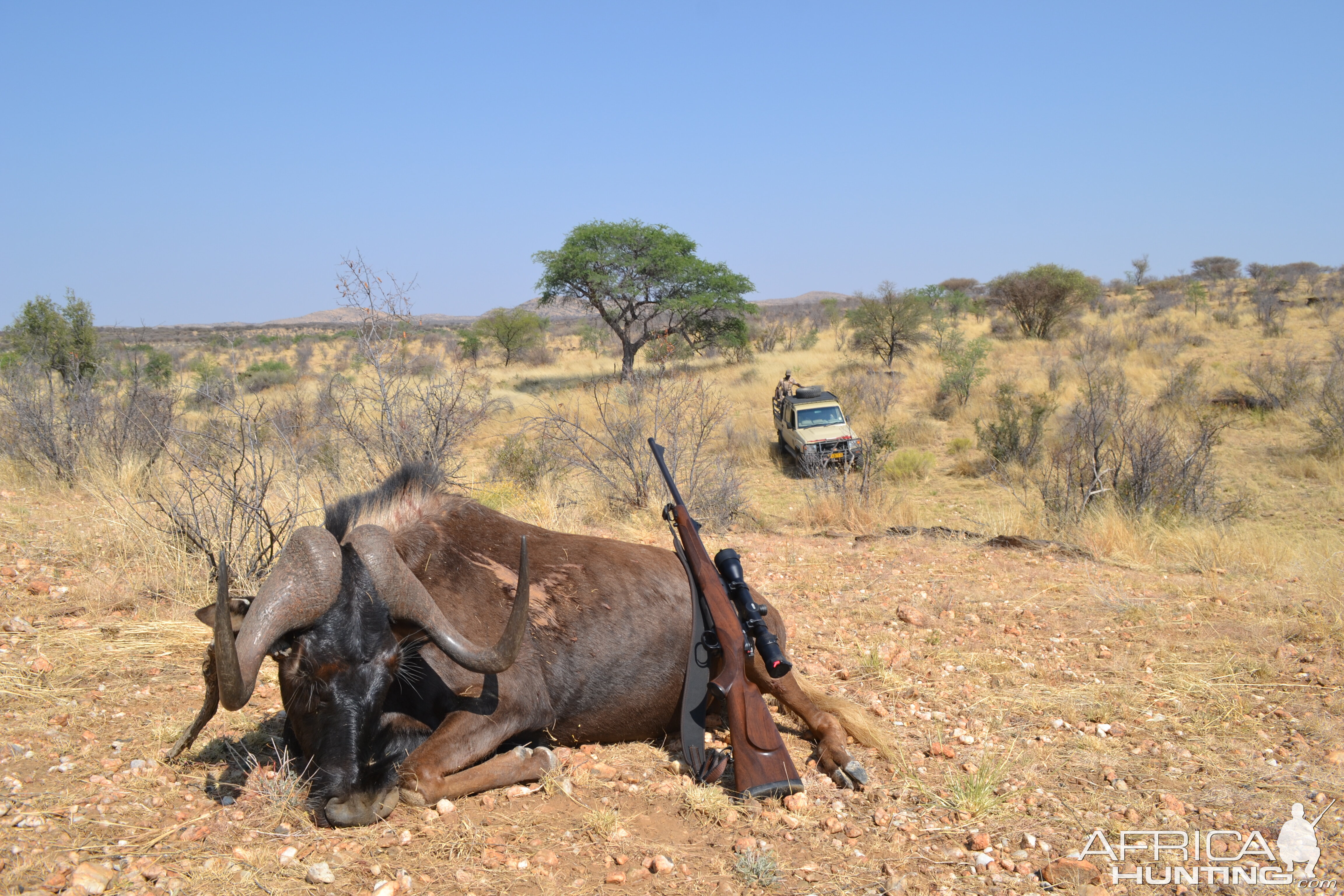 Hunt Black Wildebeest in Namibia