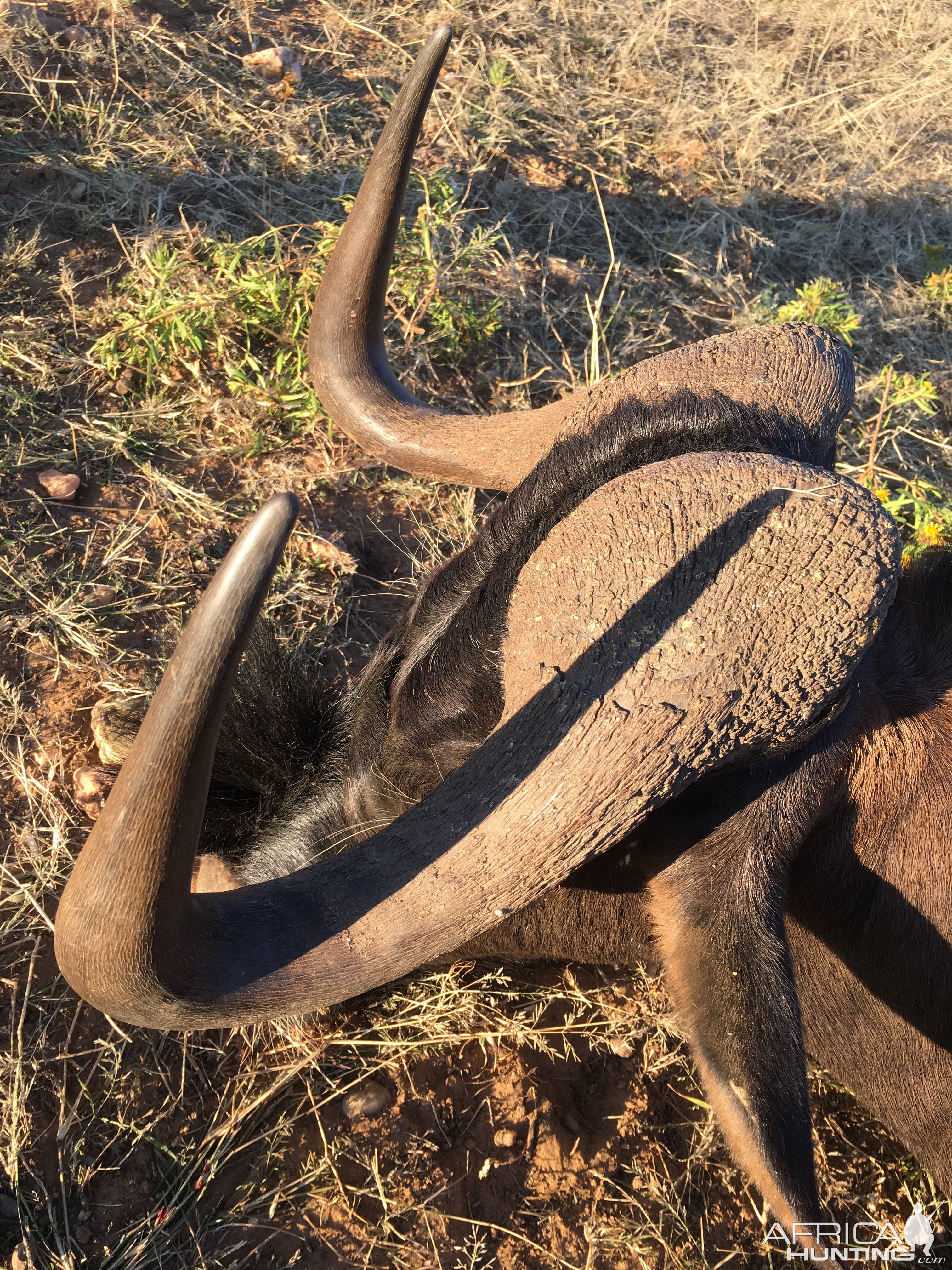 Hunt Black Wildebeest in Namibia