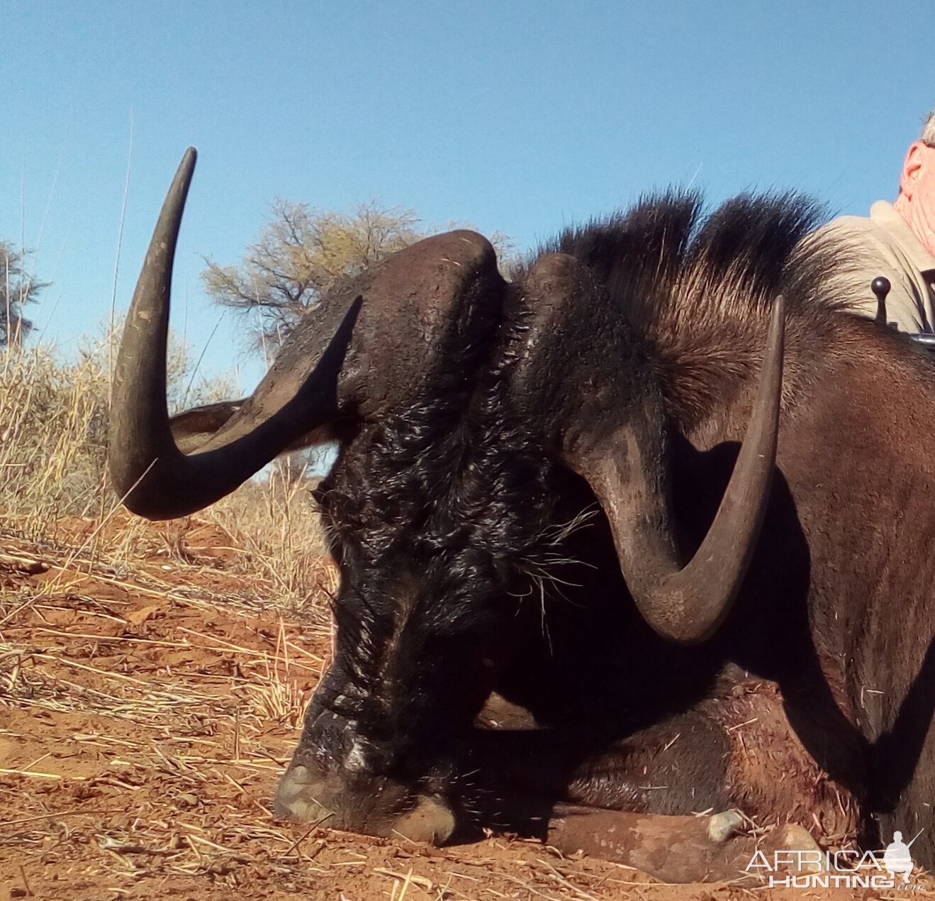 Hunt Black Wildebeest in Namibia