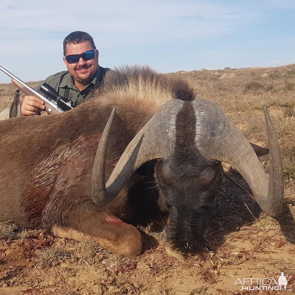 Hunt Black Wildebeest in South Africa