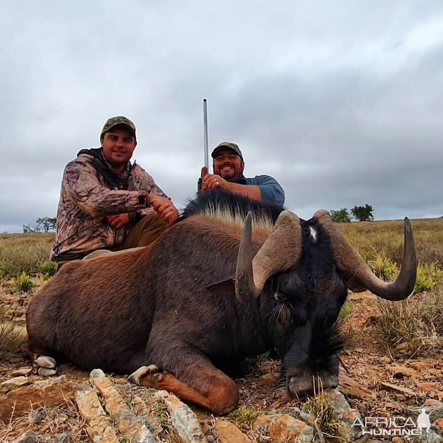 Hunt Black Wildebeest in South Africa