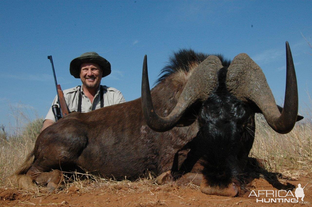 Hunt Black Wildebeest South Africa