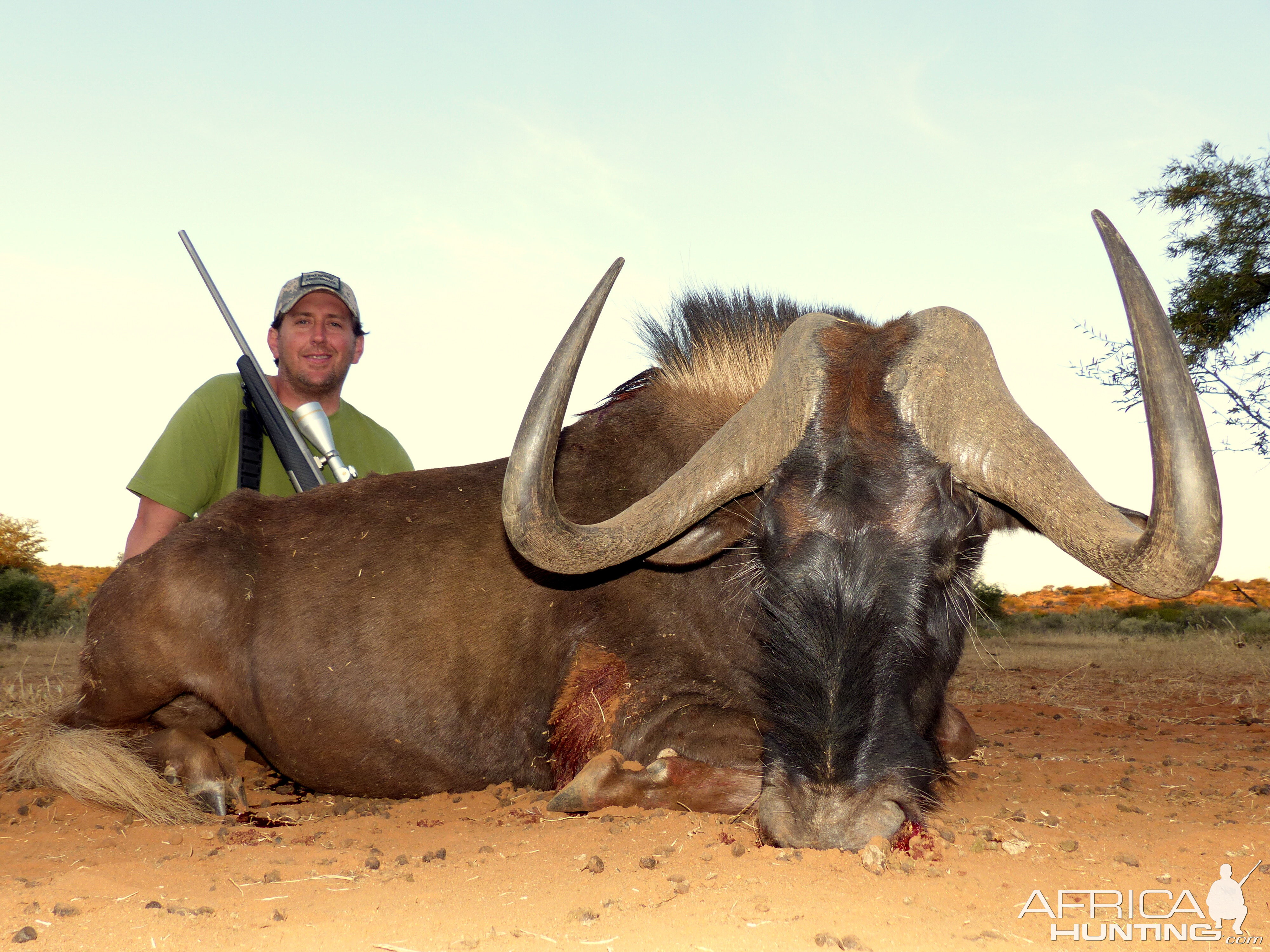 Hunt Black Wildebeest South Africa