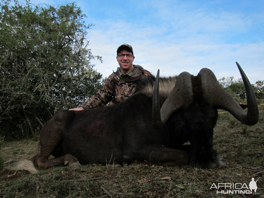 Hunt Black Wildebeest South Africa