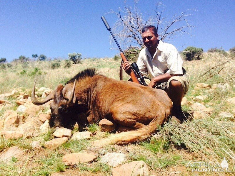 Hunt Black Wildebeest South Africa