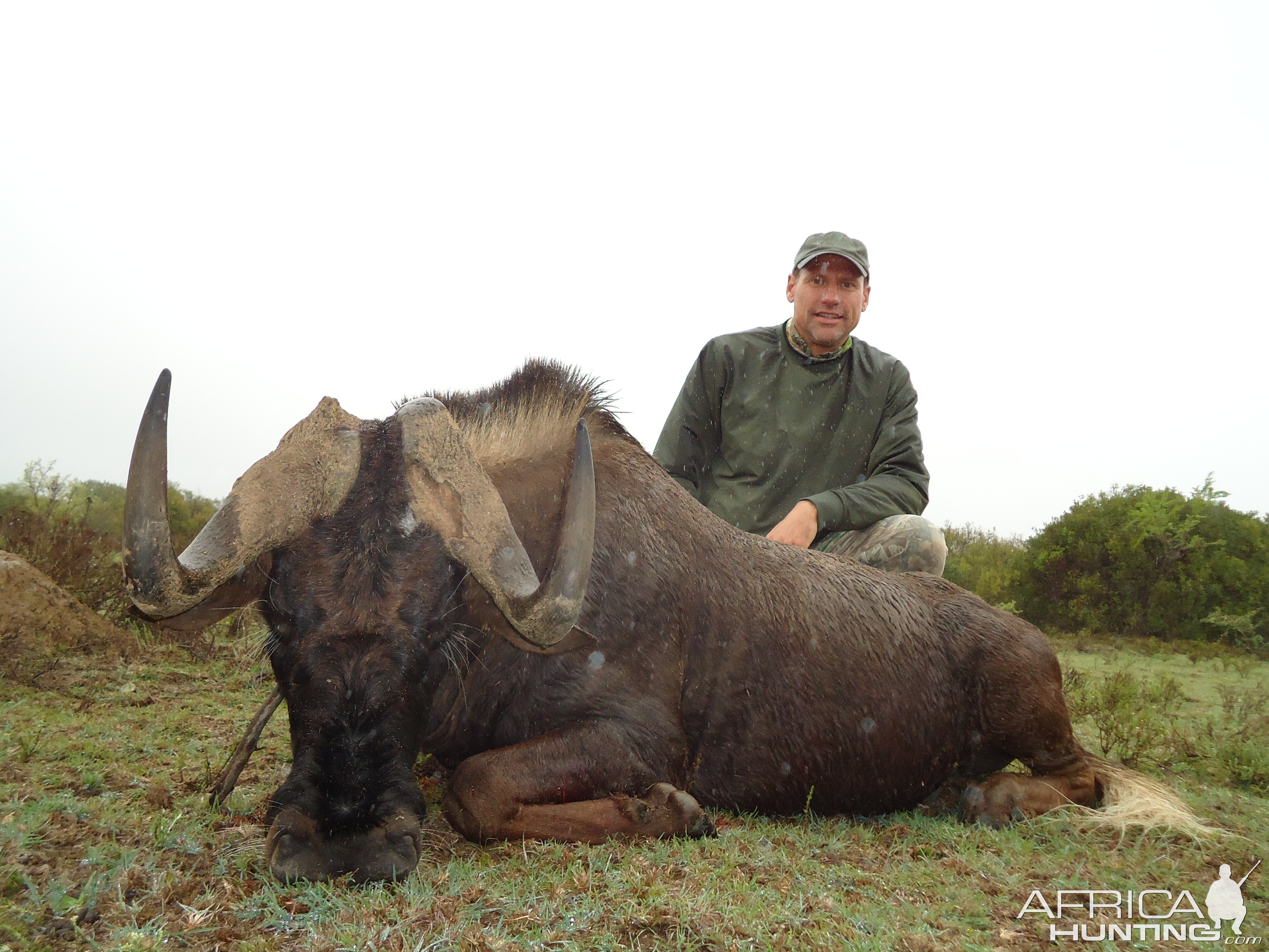 Hunt Black Wildebeest South Africa