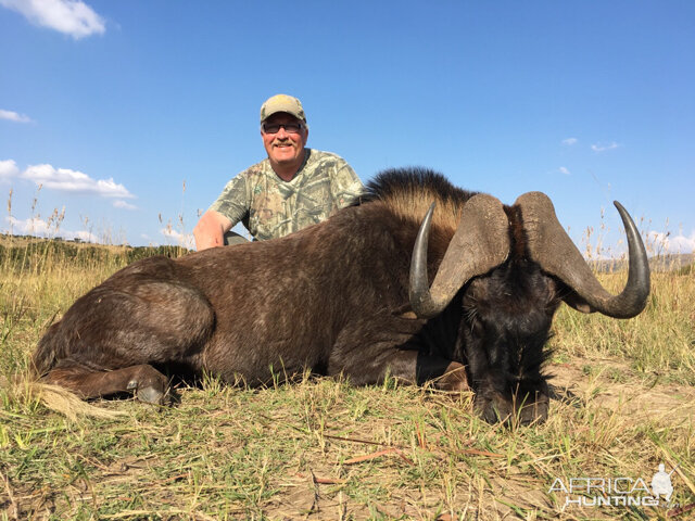 Hunt Black Wildebeest South Africa