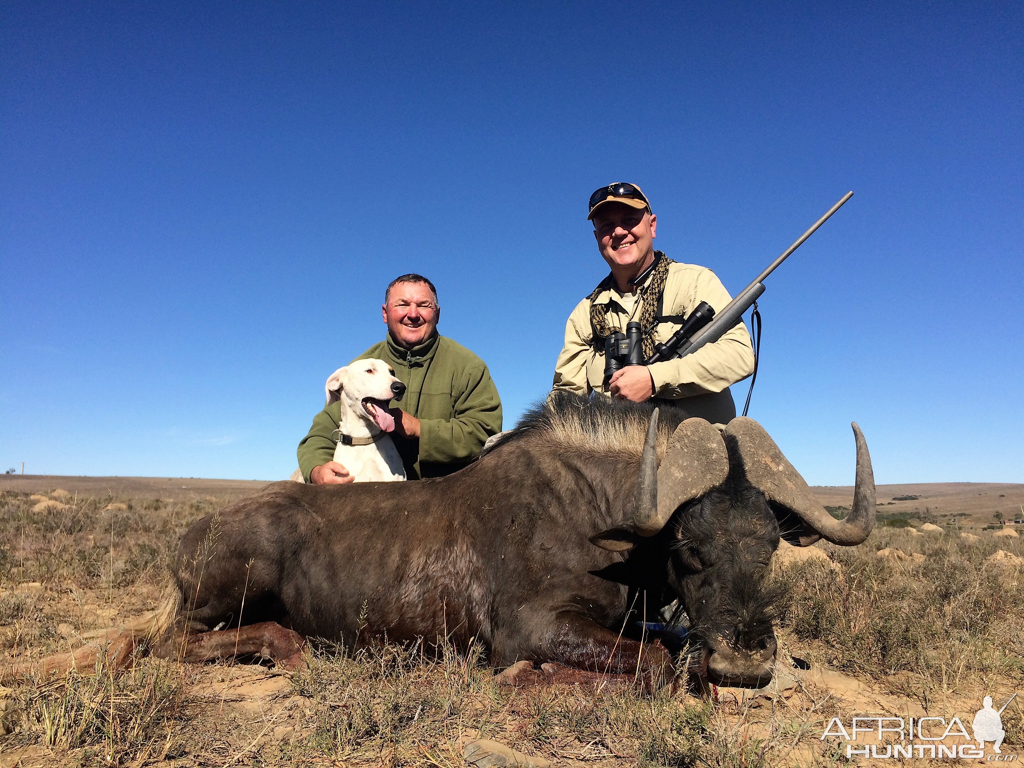 Hunt Black Wildebeest South Africa