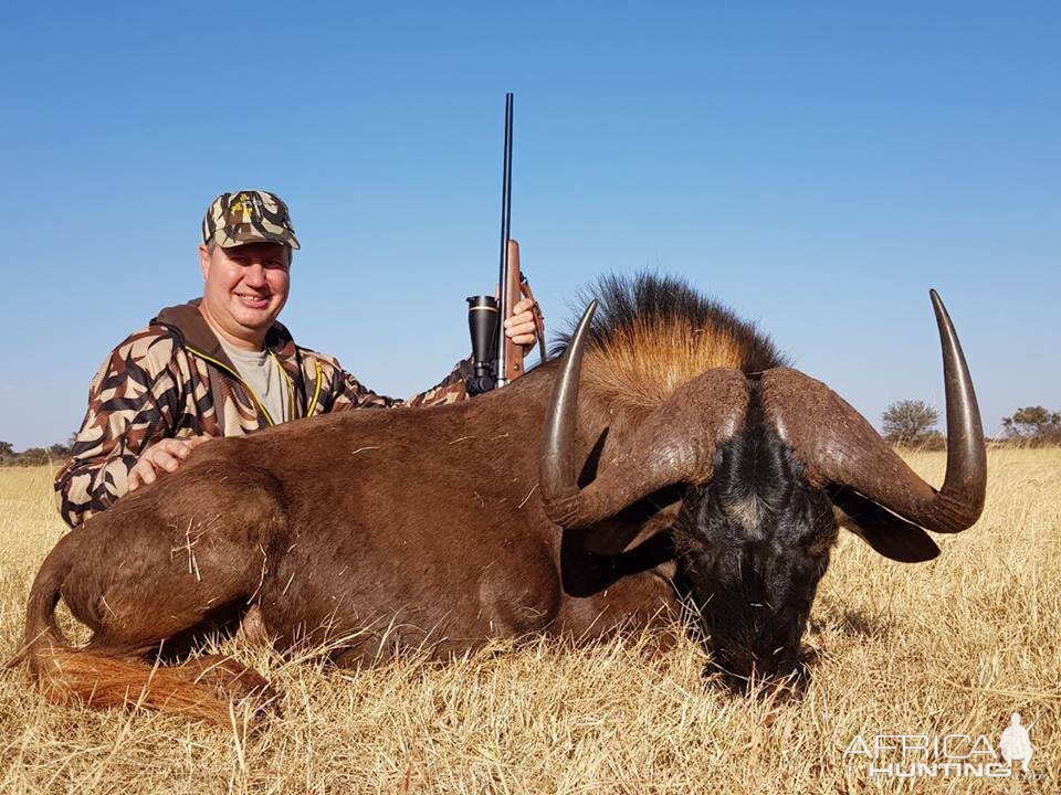 Hunt Black Wildebeest South Africa