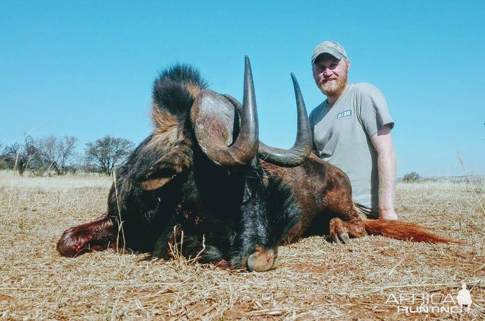 Hunt Black Wildebeest South Africa