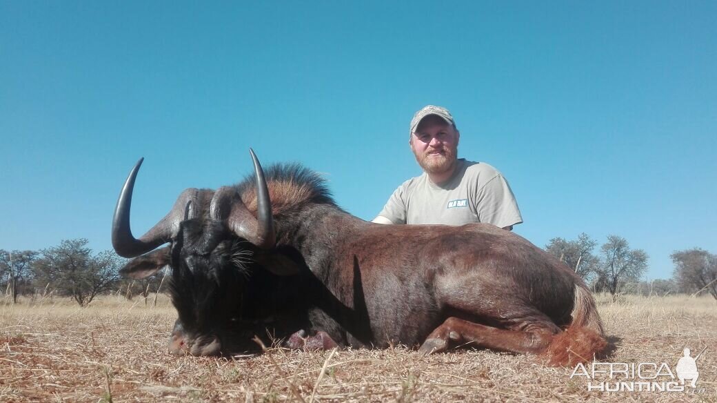 Hunt Black Wildebeest South Africa