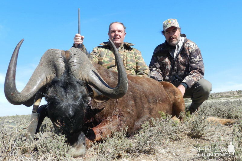 Hunt Black Wildebeest South Africa