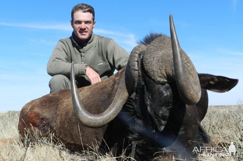 Hunt Black Wildebeest South Africa