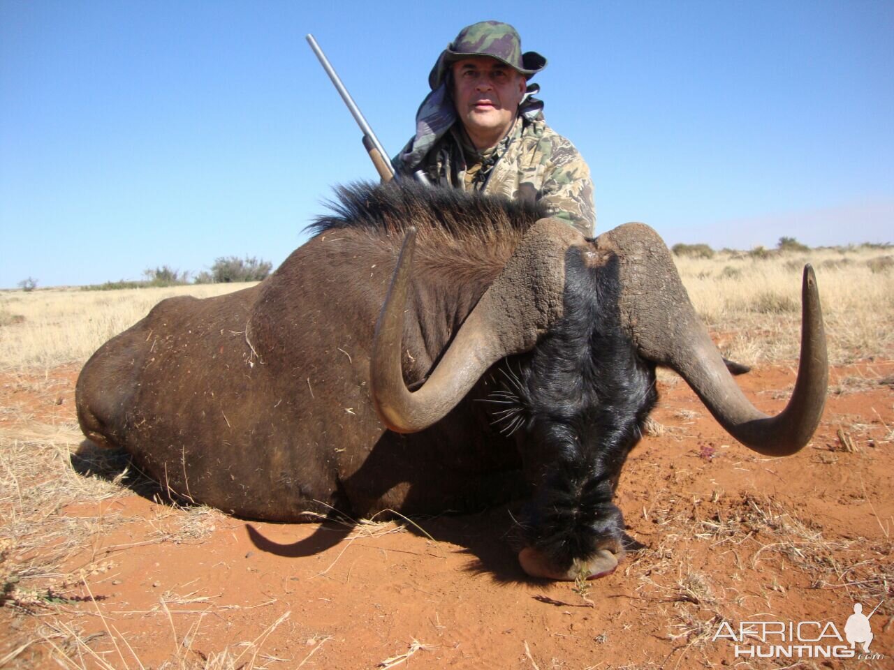 Hunt Black Wildebeest South Africa