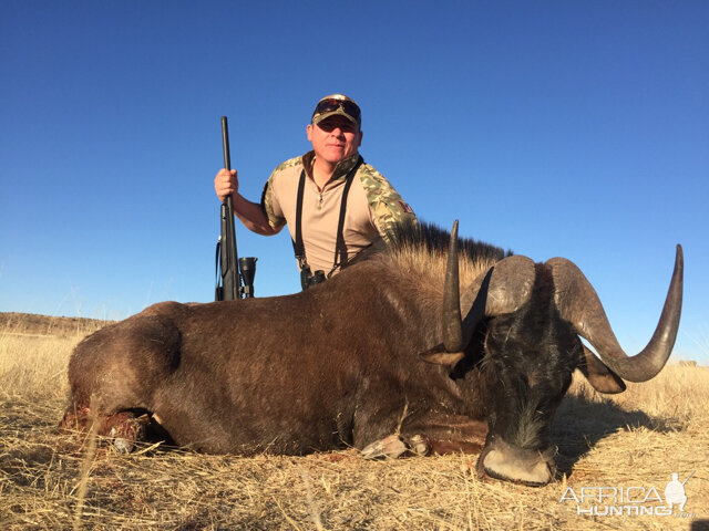 Hunt Black Wildebeest South Africa