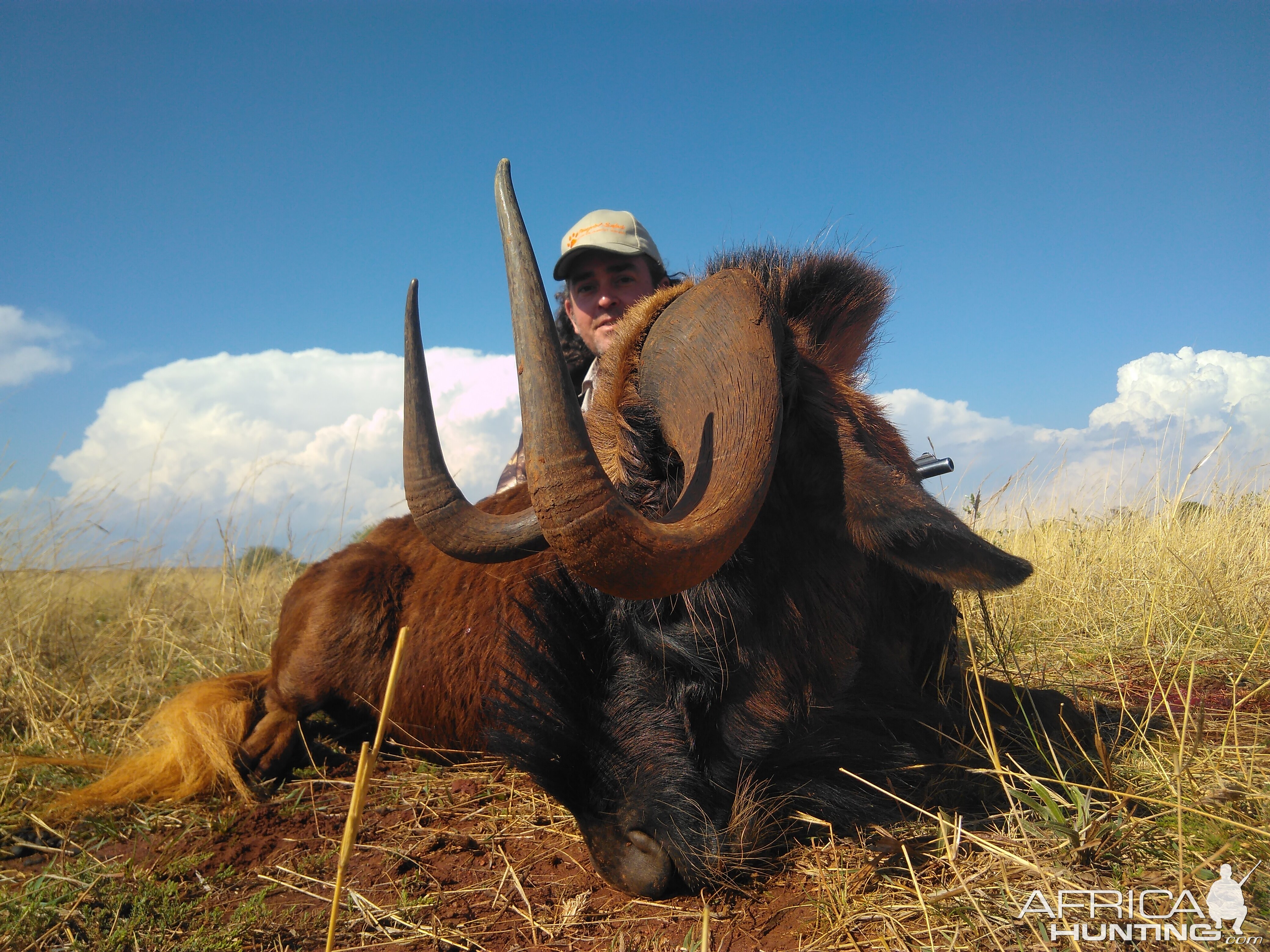 Hunt Black Wildebeest South Africa