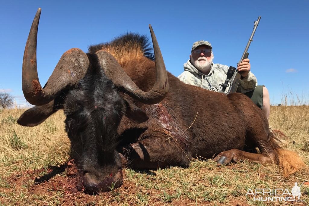 Hunt Black Wildebeest South Africa