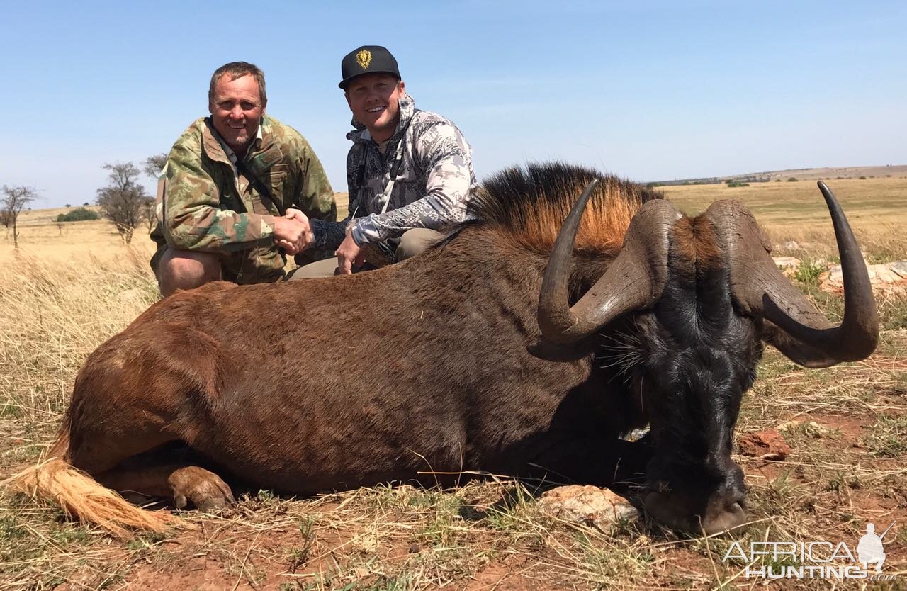 Hunt Black Wildebeest South Africa