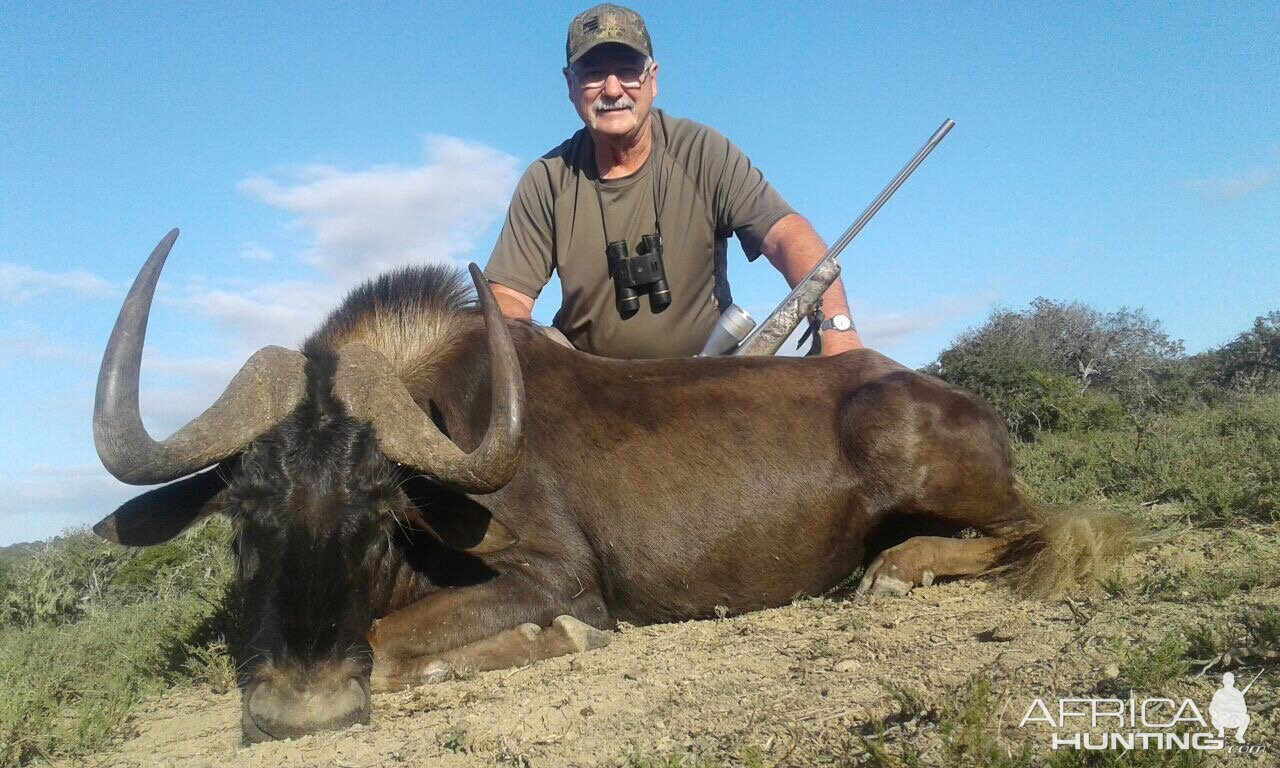 Hunt Black Wildebeest South Africa