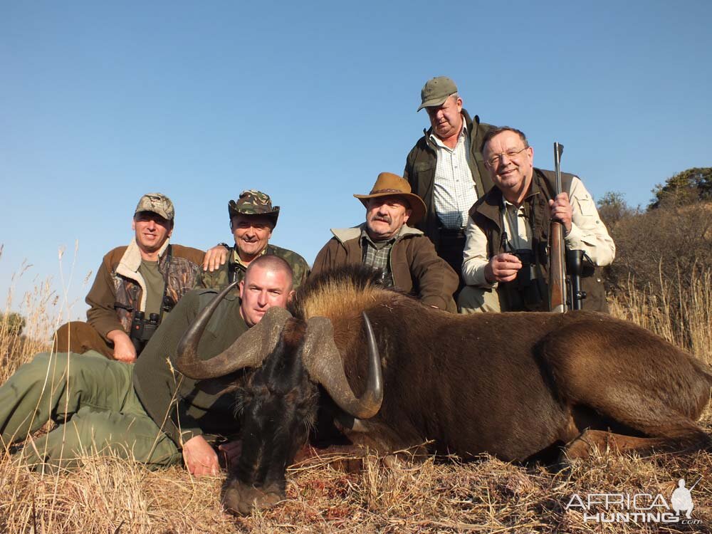 Hunt Black Wildebeest South Africa