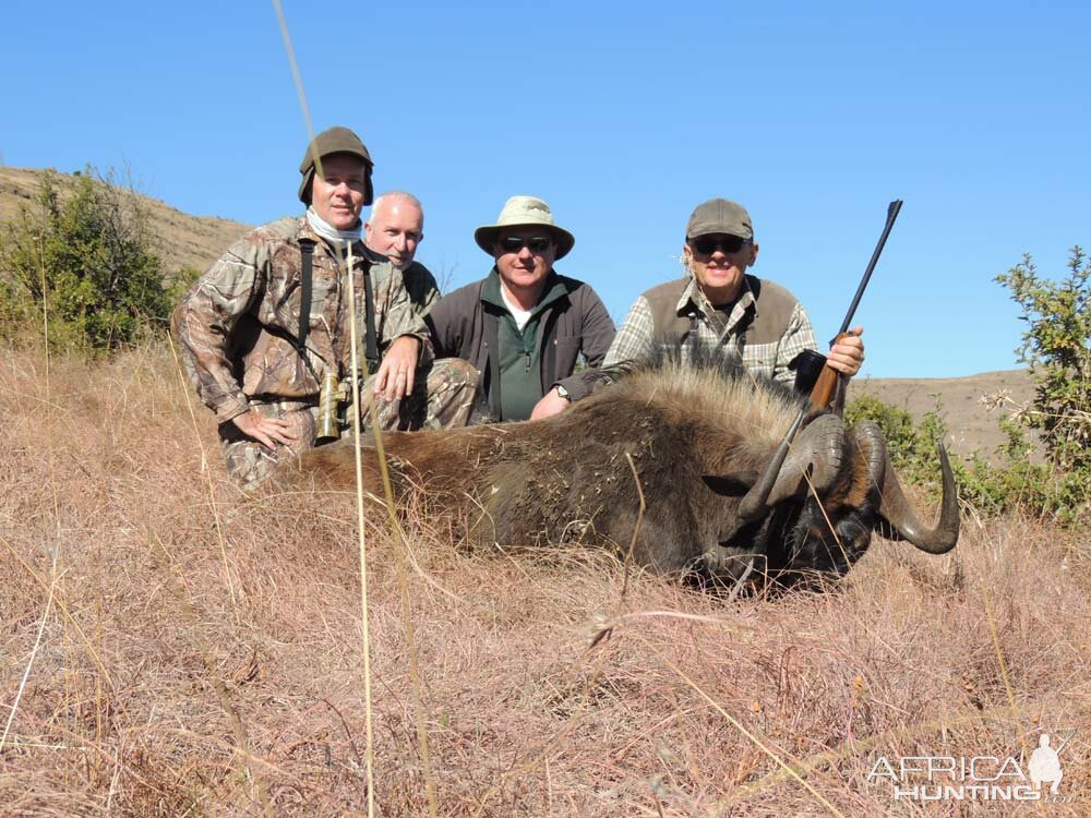 Hunt Black Wildebeest South Africa