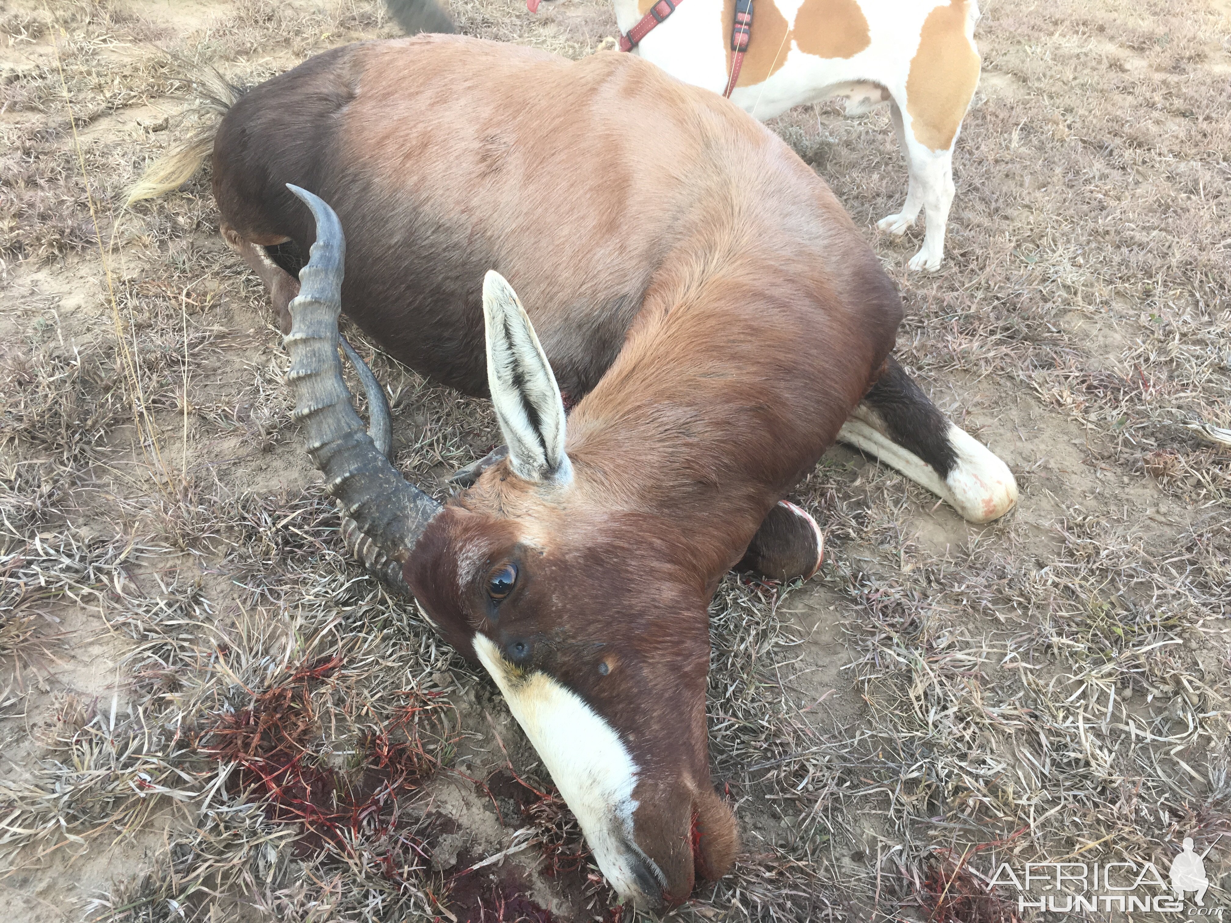 Hunt Blesbok South Africa