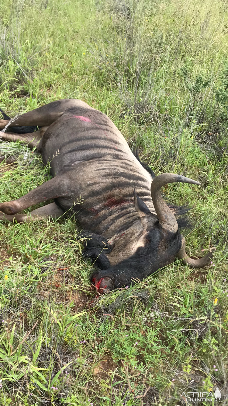 Hunt Blue Wildebeest in Namibia