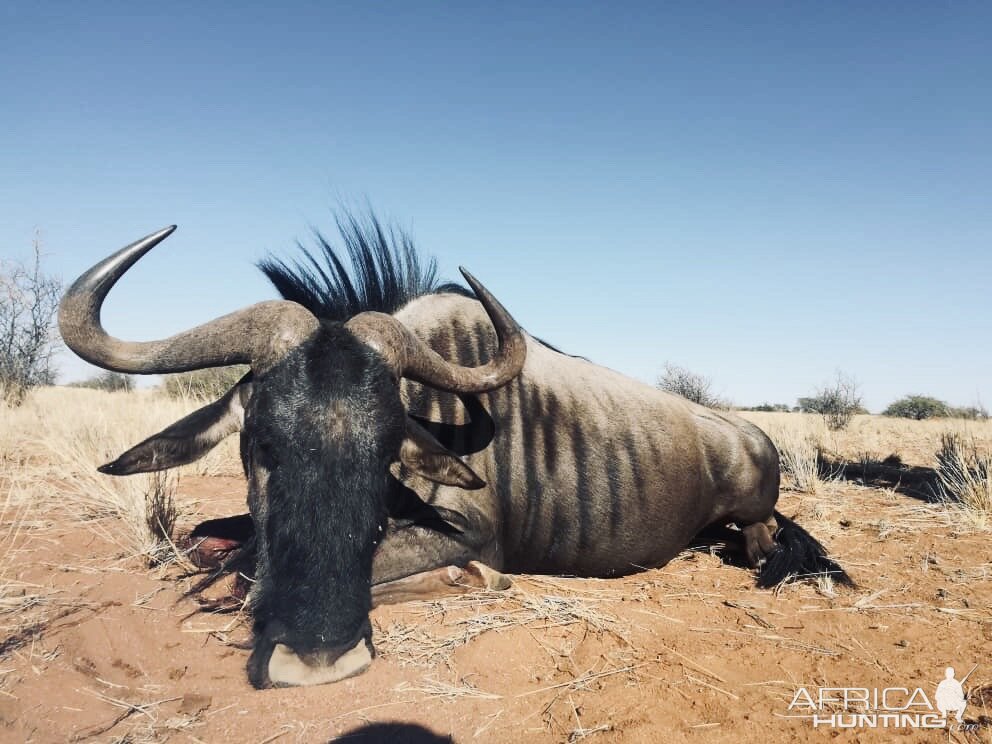 Hunt Blue WIldebeest in Namibia