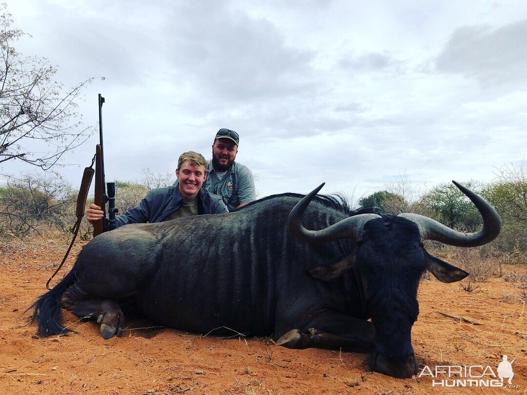 Hunt Blue Wildebeest in South Africa