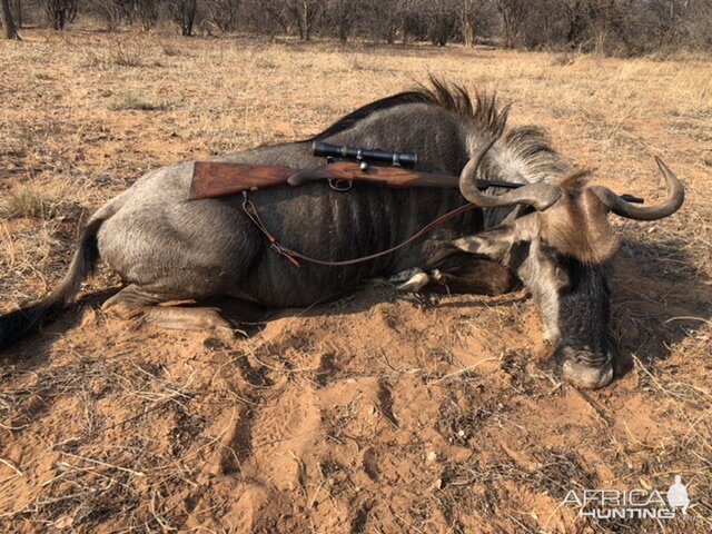 Hunt Blue Wildebeest in South Africa