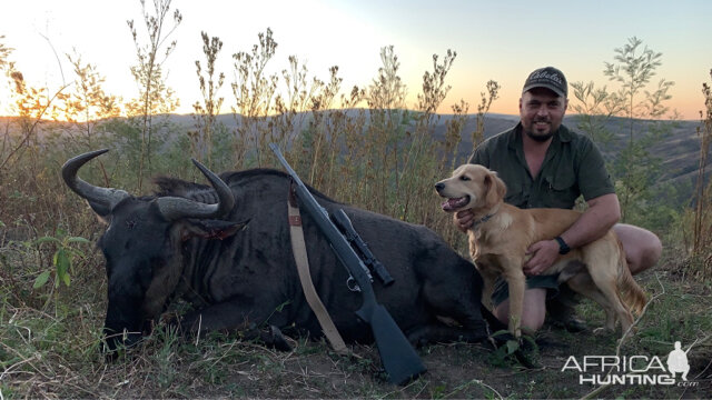 Hunt Blue Wildebeest in South Africa