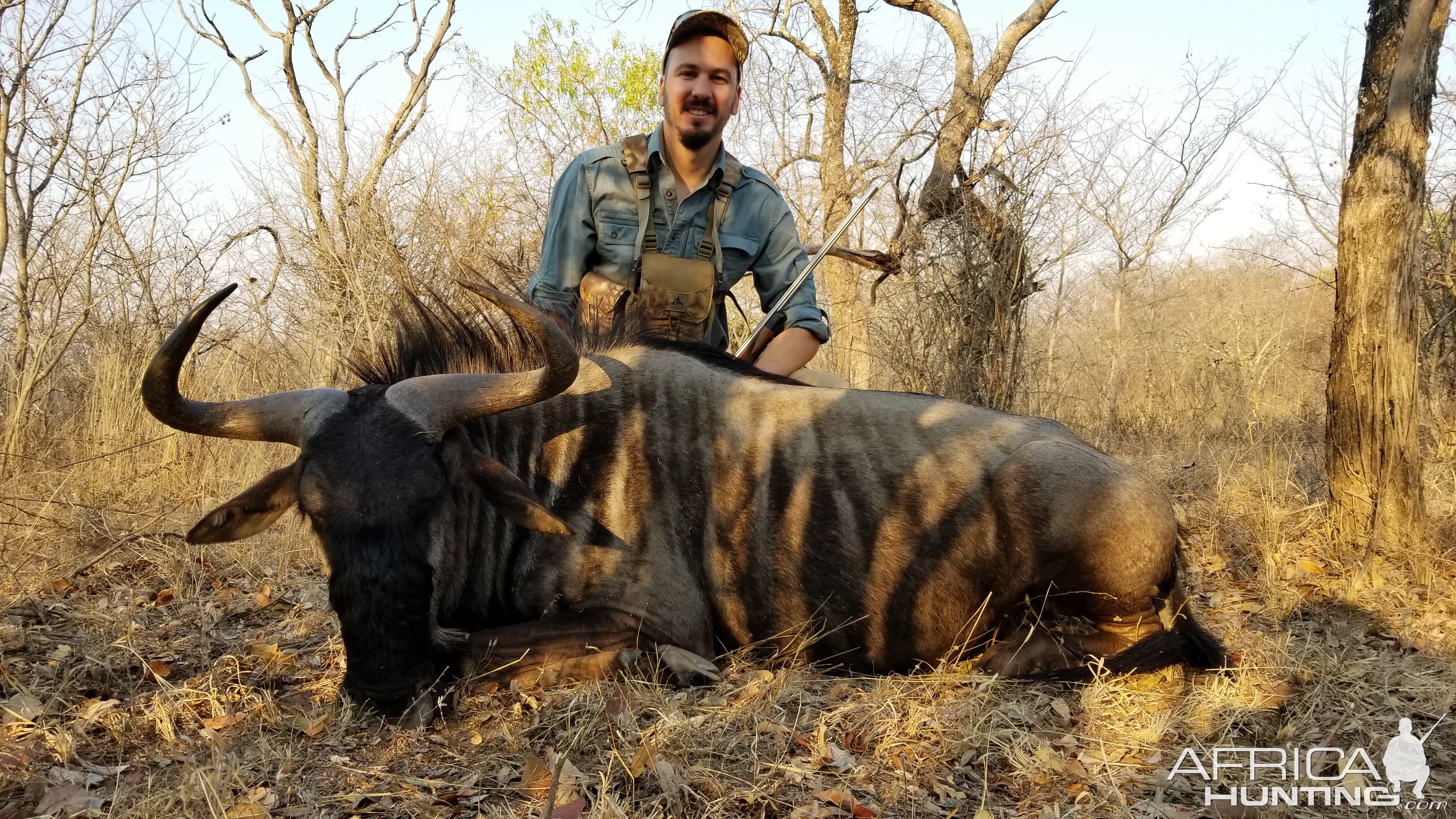 Hunt Blue Wildebeest in South Africa