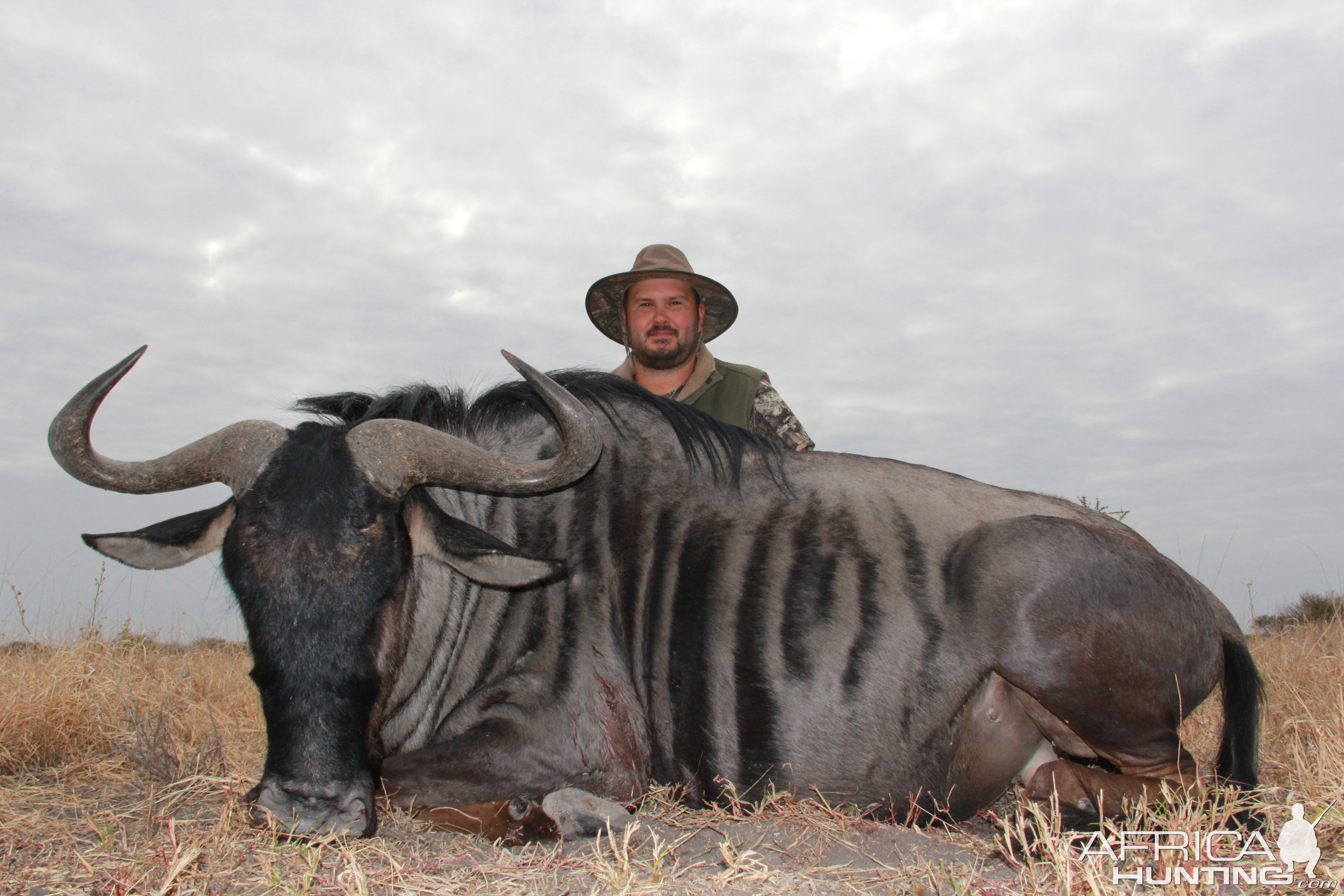 Hunt Blue Wildebeest in South Africa